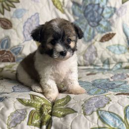 Girl 1 021825 CC - Black & tan tri-color Maltipoo puppy in Bakersfield, California from Silvia's Maltipoos