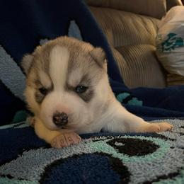 Aspen - Gray and white male Siberian Husky puppy in Amery, Wisconsin from Sovereign Siberians
