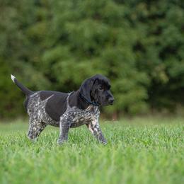 German Shorthaired Pointer and Vizsla Puppies from Nosam Kennels