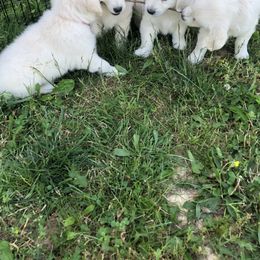 Golden Retriever Puppies from Reel Ridge Farm