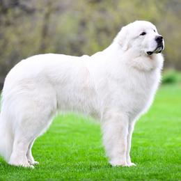 Maxi - Great Pyrenees