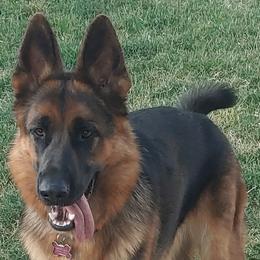 German Shepherds and Golden Retrievers from Abbeys Golden Retriever  and German Shepherd Puppies