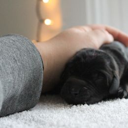 Golden Retriever and Labrador Retriever Puppies from Trenlock Kennels