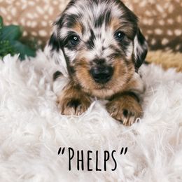 Dachshund Puppies from Brandenburg Beenies