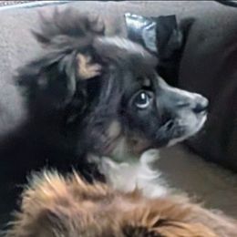 Davy - Black tri male Toy Australian Shepherd puppy in Bly, Oregon from Rockin AC Toy Aussies