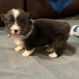 Full fluffy Brownie - Black and white male American Corgi puppy in Decatur, Texas from Bar S Corgis