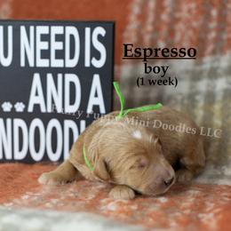 Espresso  GREEN COLLAR  Boy 3500 - Red  male Goldendoodle puppy in Corona, California from Fluffy Puppy Mini Doodles LLC
