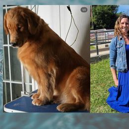 Female puppy - Golden female Golden Retriever puppy in Lemoore, California from UnrivaledGoldens