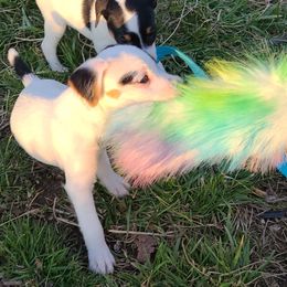 Companion Cross, Russell Terrier, and Yorkshire Terrier Puppies from Working W Kennels