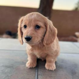 Comet - Cream male Dachshund puppy in Kingman, Arizona from Diddle Bros Dachshunds