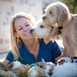 Poodle Puppies from Doodle Puppy Parti