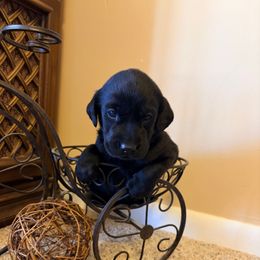 Timmy - Black male Labrador Retriever puppy in Richfield, Utah from Stormy River Retrievers