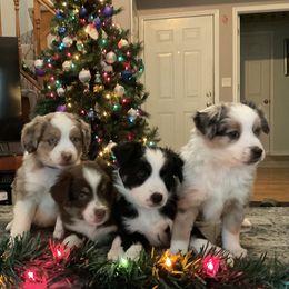 Miniature Australian Shepherd Puppies from Kehlani Falls Mini Aussie’s