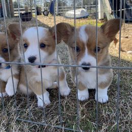 Pembroke Welsh Corgi Puppies from Southern Raised Corgis