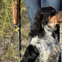 English Springer Spaniels from Cherokee Springers of NWFL