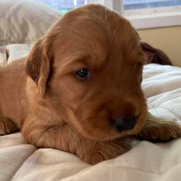Golden Retrievers from Redwood Goldens