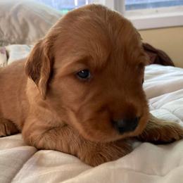 Golden Retrievers from Redwood Goldens