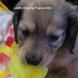 Apollo (AKC and CKC registration include) - Sable male Dachshund puppy in Terlton, Oklahoma from CLARK'S BREEDING PROGRAM