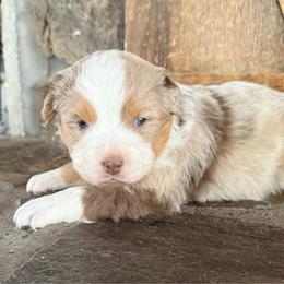 Merle 2 - Red merle male Miniature American Shepherd puppy in Centerville, Washington from Turnin Heads