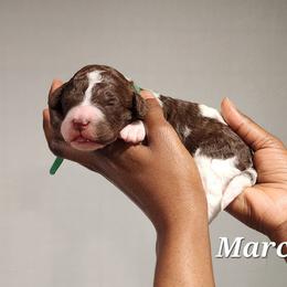 Marcie - Parti female Poodle puppy in Dover, Delaware from Dogtastic Poodles