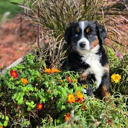 CLARA - Black female Companion Cross puppy in Viking, Minnesota from Son Shine Farm