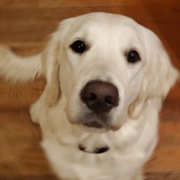 Bella - Golden Retriever