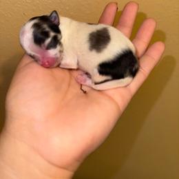Syrax - Blue merle female Pomeranian puppy in Eagle Pass, Texas from Texas Tumbleweed Poms