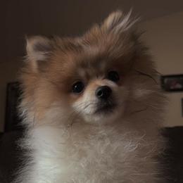 Banny - Pomeranian