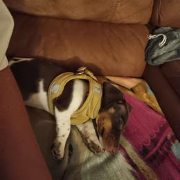 Lila - Dachshund