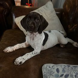 Sage - White and liver female German Shorthaired Pointer puppy in Macclenny, Florida from Dillon's GSPs