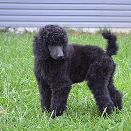 Poodle Puppies from D and D Standard Poodles
