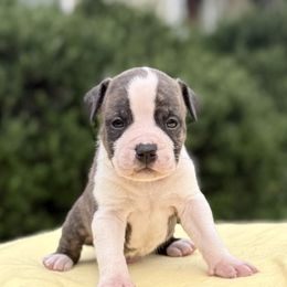 Doc - Red brindle male American Staffordshire Terrier puppy in Guilford County, North Carolina from Explicit Kennel