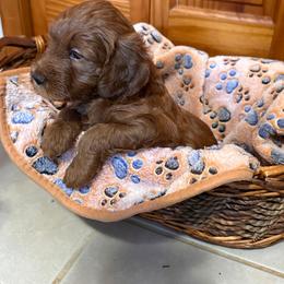 Choppa - Red  male Goldendoodle puppy in Conklin, Michigan from Lake Michigan Couture Cavapoos & Cockapoos