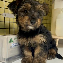 Johnnie Walker - Parti male Yorkshire Terrier puppy in Atlanta, Georgia from Cocktail Puppies