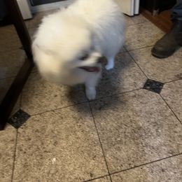 Pomeranians from Munoz pomms