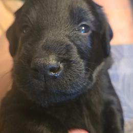 Boy 1 - Black male Flat-Coated Retriever puppy in Reno, Nevada from Clear Creek Kennel