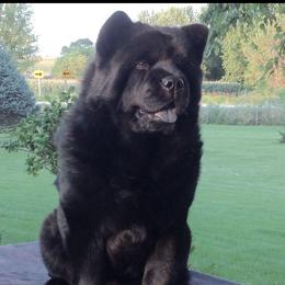 Jasmine - Chow Chow