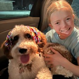 Harper - Labradoodle