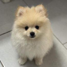 Pomeranian Puppies from Nora’s Pomeranian Newbies