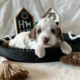 Surf - Green Collar Male - Parti male Goldendoodle puppy in Bradenton, Florida from Suncoast Goldendoodles