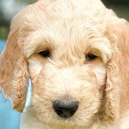 “Cosmos” - Goldendoodle puppy in Gainesville, Florida from Peace, Love, and Doodles