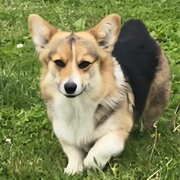 Kyra - Pembroke Welsh Corgi