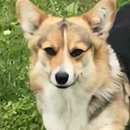 Kyra - Pembroke Welsh Corgi