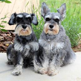 Miniature Schnauzers from Schnauzers of Georgia Cliff
