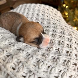 Summer - Red female Pembroke Welsh Corgi puppy in Springfield, Missouri from Hansen Corgis