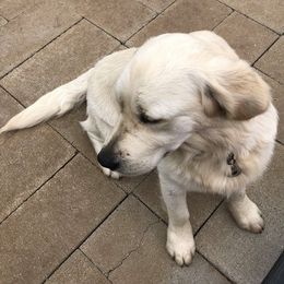 Golden Retriever Puppies from West Coast Cream Goldens