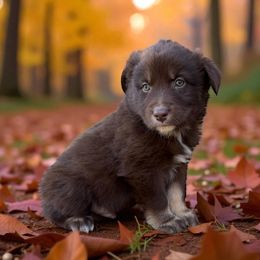 Camden - Red male Australian Shepherd puppy in Statesville, North Carolina from Charming Australian Shepherds