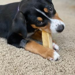Entlebucher Mountain Dog Puppies from Middle Fork Entlebuchers