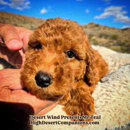 Mr. Teal - Red male Aussiedoodle puppy in Dolan Springs, Arizona from High Desert Companions