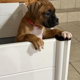 Red - Fawn female Boxer puppy in Center Hill, Florida from Rogers Farm’s Beloved Boxers
